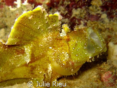 Leaf fish, yawning ;) by Julie Rieu 