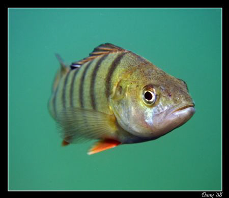 Pearch portrait by Daniel Strub 