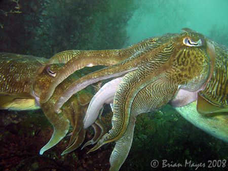 "Ahhh!, did the weed move for you dear?"...Mating Broad-s... by Brian Mayes 