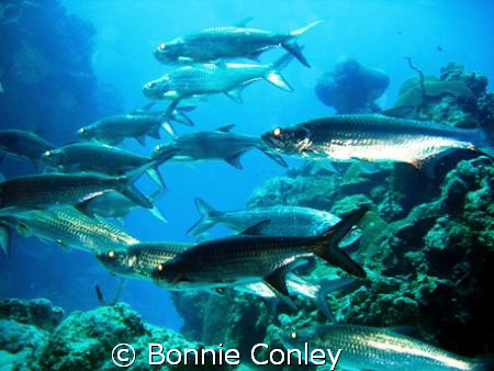Grand Cayman is the place to see tarpon.  They were so th... by Bonnie Conley 