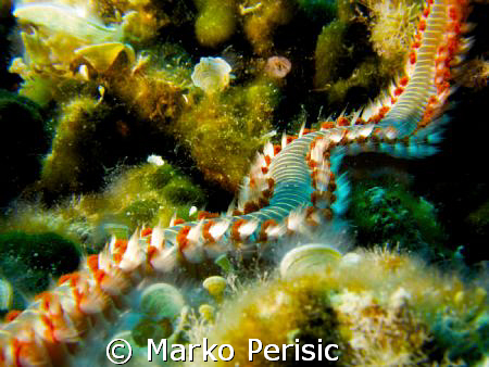 Bearded Fire Worm (hermodice carunculata) Komiza Vis. by Marko Perisic 