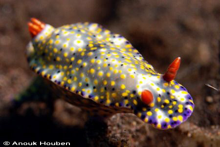 Hypselodoris infucata. Picture taken on the Scubaseraya h... by Anouk Houben 