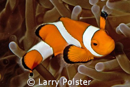 One of many in the Philippine waters, D300, 105VR by Larry Polster 
