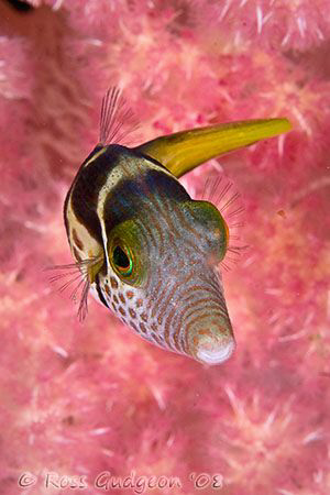 Pretty in pink.  Saddled Puffer.  Lembeh Strait, Sulawesi... by Ross Gudgeon 
