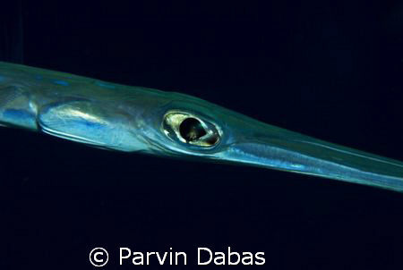 flutefish by Parvin Dabas 