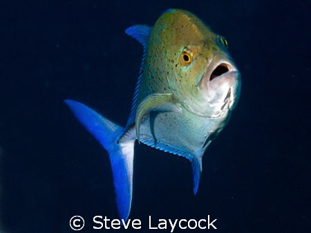 Blue fin trevally by Steve Laycock 