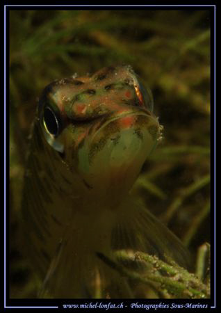 Face to face with this beautiful young pike fish ... :O) ... by Michel Lonfat 