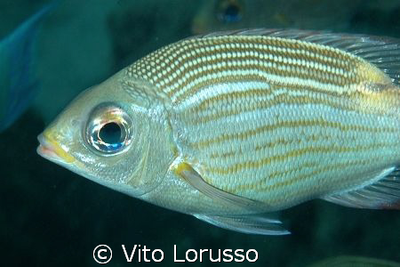 Fishs by Vito Lorusso 