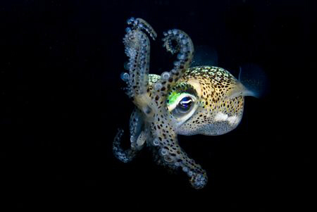 Defensive squid.

nikon d80, 2 x ds 51 strobes, 60mm by Cal Mero 