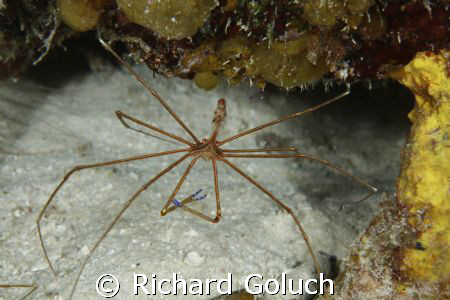 Yellowline Arrow Crab-Canon 5D 100 mm macro by Richard Goluch 