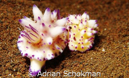 Beautiful Nudi's From Bali... Olympus E-330 + 50mm Macro ... by Adrian Schokman 