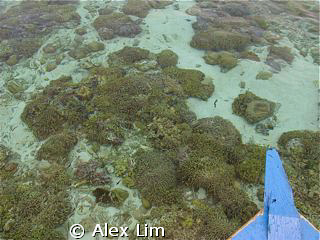 Low tide at Bunaken by Alex Lim 