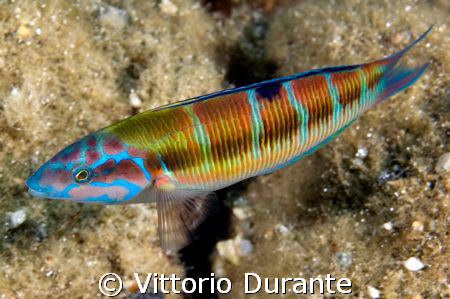 Thalassoma Pavo by Vittorio Durante 