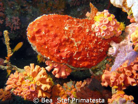 Hard coral and oyster.Canon G9 & Inon D2000 strobe. by Bea & Stef Primatesta 