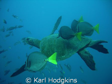 Feeding time! Turtle gets a clean surgeon fish gets a feed by Karl Hodgkins 