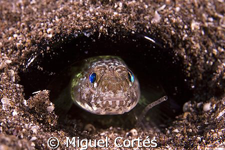Living in a bottle. by Miguel Cortés 