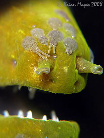 Close enough to see the parasites above the nostrils on t... by Brian Mayes 