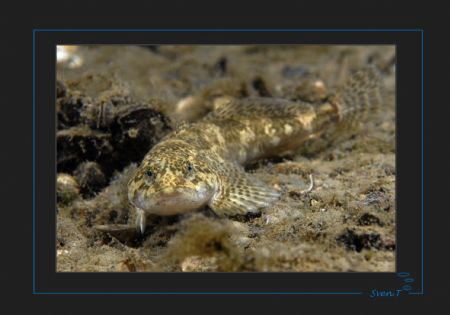 The metallic look of European bullhead, Cottus gobio by Sven Tramaux 