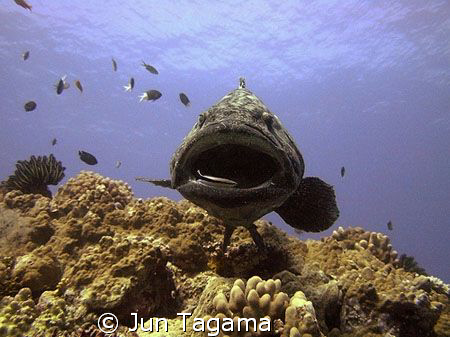 The Cleaning Station. Taken at the famous Cod Hole by Jun Tagama 
