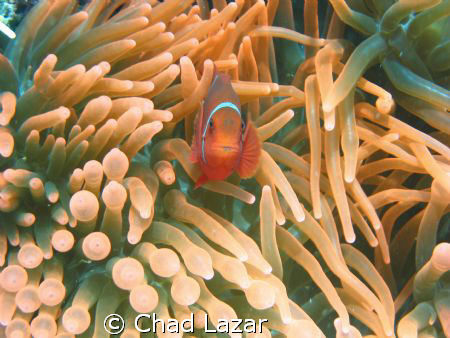 I took this photo while diving in the Agincourt Reef, par... by Chad Lazar 