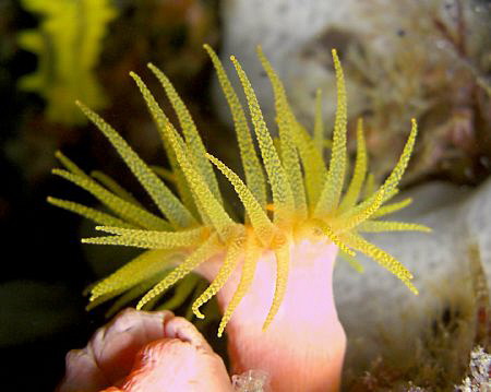 Casio Exilim z1200 off Anilao. Manual wihite balance. by Andrew Macleod 