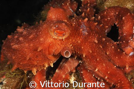 Octopus macropus by Vittorio Durante 