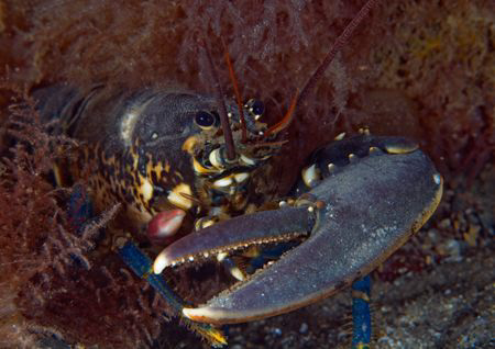 Single clawed lobster - replacement claw growing back on ... by Mark Thomas 