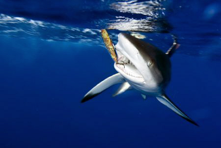 I swam over to see what a fisherman had caught and got th... by Cal Mero 