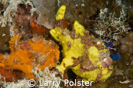 Pair of frogs, Bohol, Philippiness, D300, 105VR, no cropping by Larry Polster 