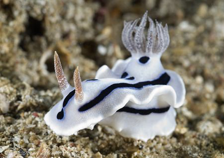 Chromodoris willani. Lembeh straits. D200, 60mm. by Derek Haslam 