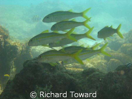 Close up of fish, taken with canon a570is by Richard Toward 