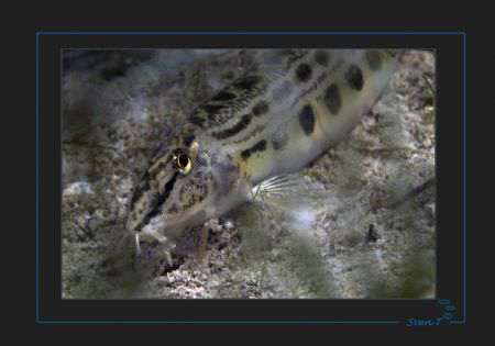 "Shy"  Spined Loach (Cobitis taenia) by Sven Tramaux 