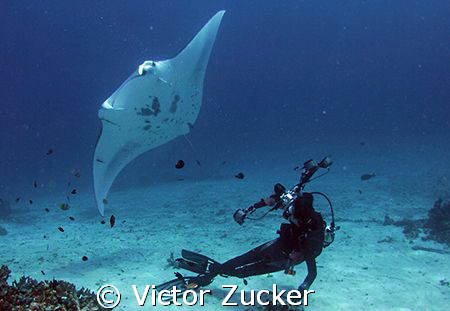 Manta boy by Victor Zucker 