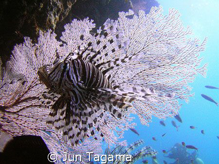 Free swimming lion with fan coral, taken at pixies pinnacle by Jun Tagama 