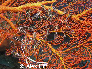 Striped carfishes feeding on coral on a wall dive. Canon ... by Alex Lim 