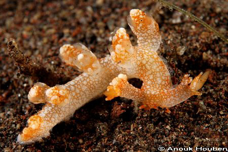 Bornella stelifer. Picture taken on the Scubaseraya house... by Anouk Houben 