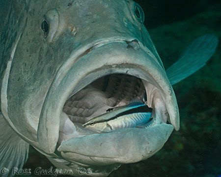Can I close my mouth now?  Rankin Cod having its teeth cl... by Ross Gudgeon 