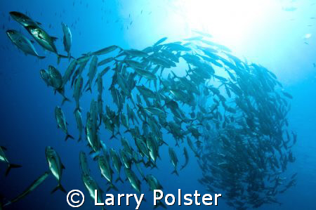 Schooling Jacks, D300, Sigma 14mm, D160 strobes by Larry Polster 