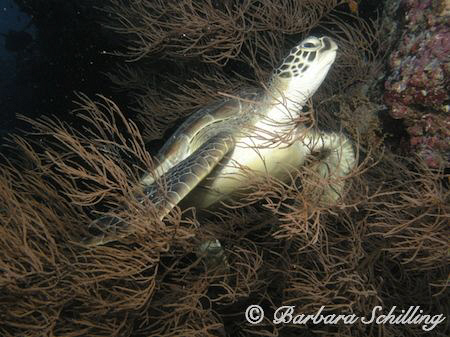 A turtle trying to hide in the bushes by Barbara Schilling 