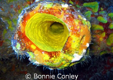Mystery solved!  This is how they manufacture mustard.  P... by Bonnie Conley 