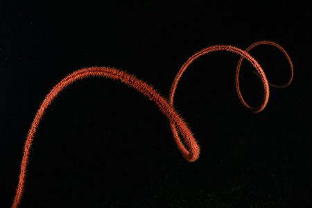 Spiral. by Miguel Cortés 