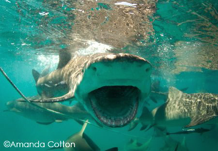 Lemon shark mid feeding at the surface.  Tiger Beach, Bah... by Amanda Cotton 