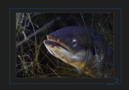 Hunting European eel.  
(Anguilla anguilla) Neuchatel lake by Sven Tramaux 