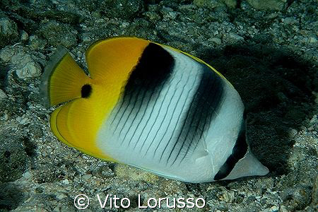 Fishs by Vito Lorusso 