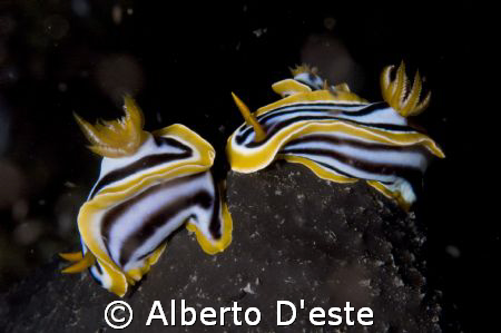 Night dive in Hurghada by Alberto D'este 