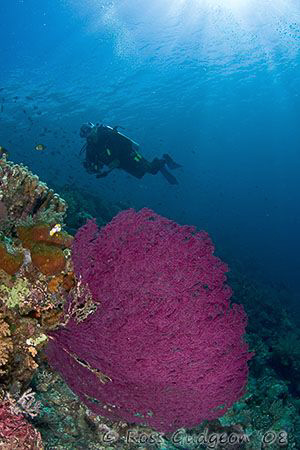 Diver and sea fan.  Wakatobi, SE Sulawesi.  Canon 40D & T... by Ross Gudgeon 