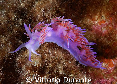 Flabellina Affinis by Vittorio Durante 
