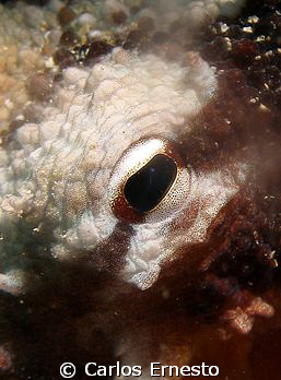 Octopus Vulgaris.
C-7070 and Ys-60 strob by Carlos Ernesto 