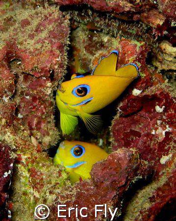 Lemon peels, haps reef, guam by Eric Fly 