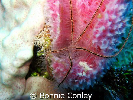 Brittle Star spotted on a sponge in Grand Cayman August 2... by Bonnie Conley 